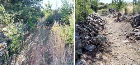 Imagen Promoción Económica recupera 140 hectáreas con su programa de prevención de incendios